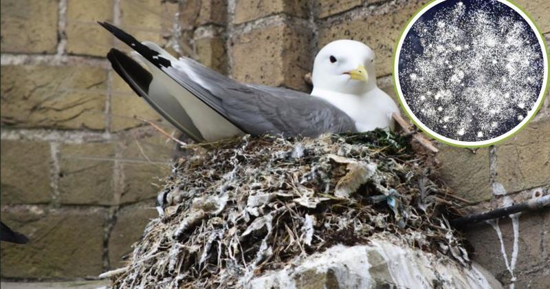 Nesting kittiwakes silence carnival's fireworks display bid