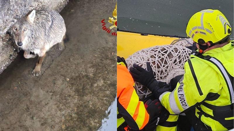 Lupo finisce nel Naviglio Grande a Gaggiano: i vigili del fuoco lo riportano a riva e lo salvano