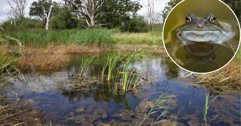 Ice Age pond restorations bring rare species back from the past