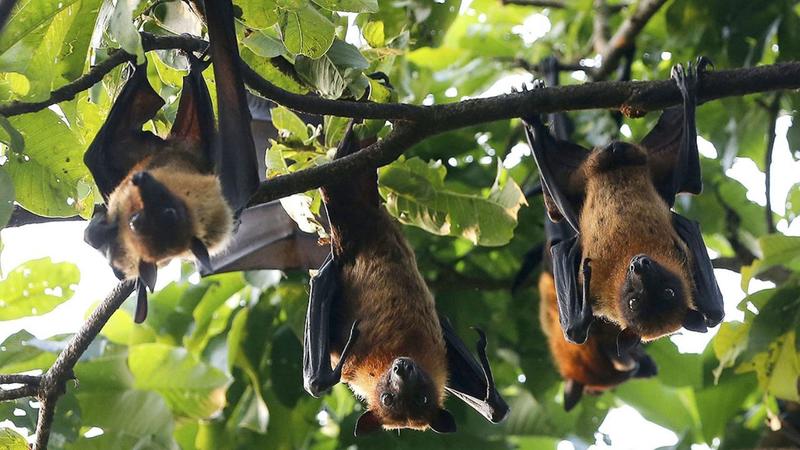 Explained: What is HKU5-CoV-2, a bat coronavirus that can infect humans too