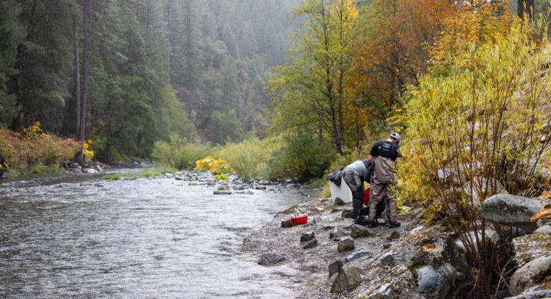 Salmon seen in Northern California river for first time in almost a century