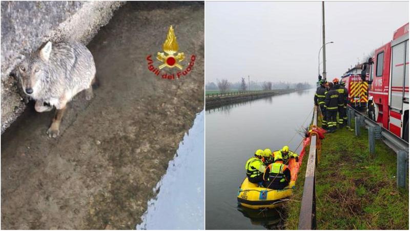 Lupo salvato dalle acque del Naviglio, forse caduto in acqua mentre cercava cibo. E così Milano si scopre selvaggia