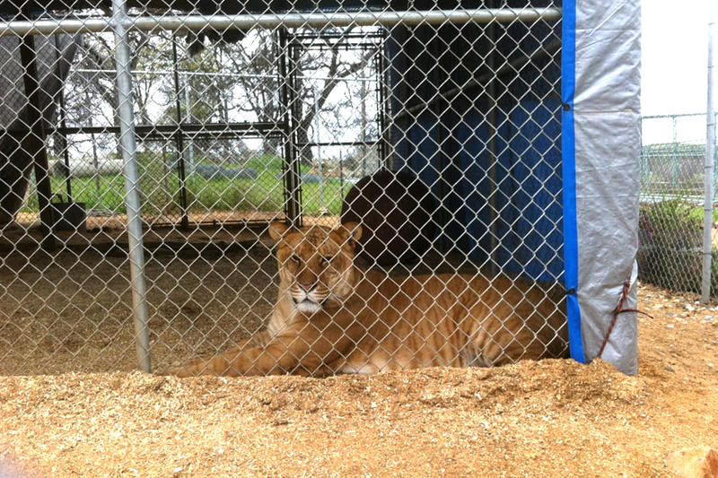 Northern Calif. wildlife sanctuary investigated over alleged animal neglect