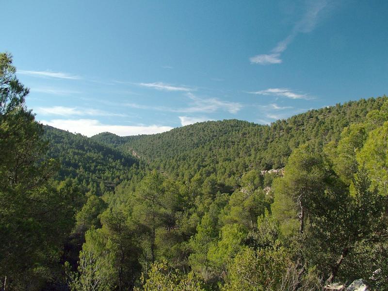 Lecciones para la restauración de bosques mediterráneos