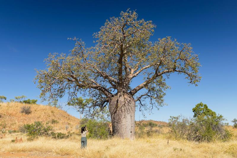 I spy with my little eye: 3 unusual Australian plant ecosystems to spot on your next roadtrip