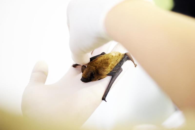 Bambini mangiano un pipistrello e muoiono, cosa sappiamo sulla malattia sconosciuta in Congo