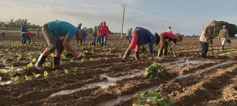 Comienzan siembras de tabaco en Cuba