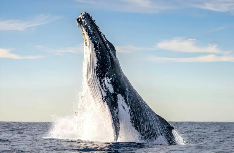 Whales sing when they’ve had a good meal – new research