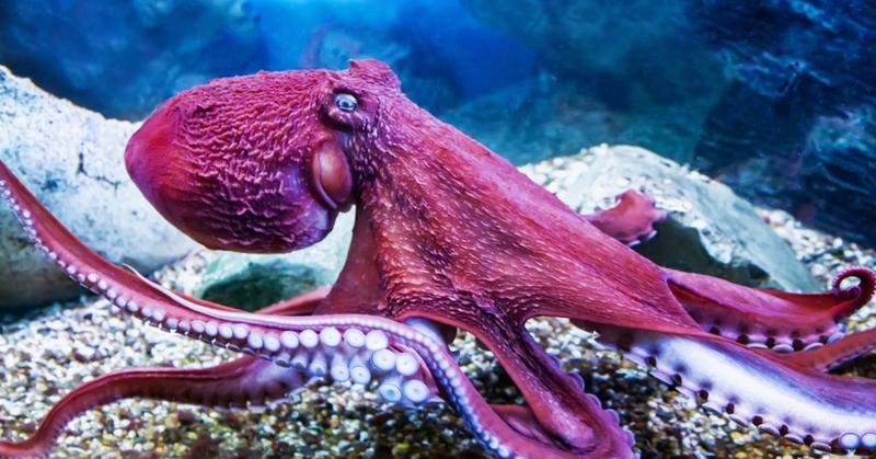 A Deep Dive Into the Mysterious Diverse Lives of Octopuses