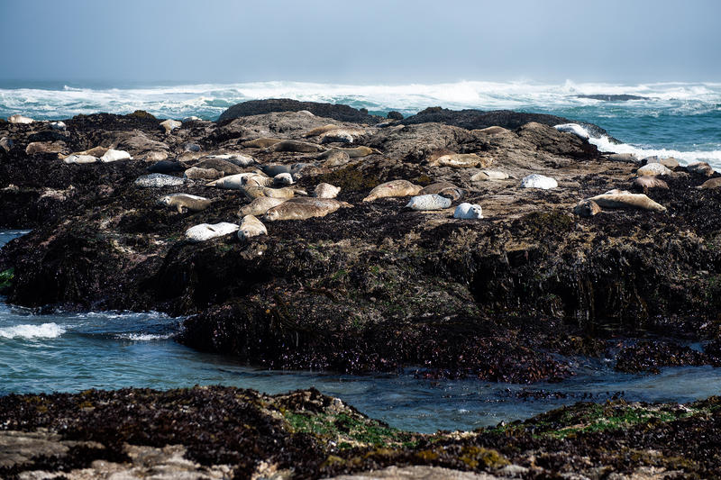 New footage shows a 'sneaky' killer is decapitating baby seals on Calif. beaches