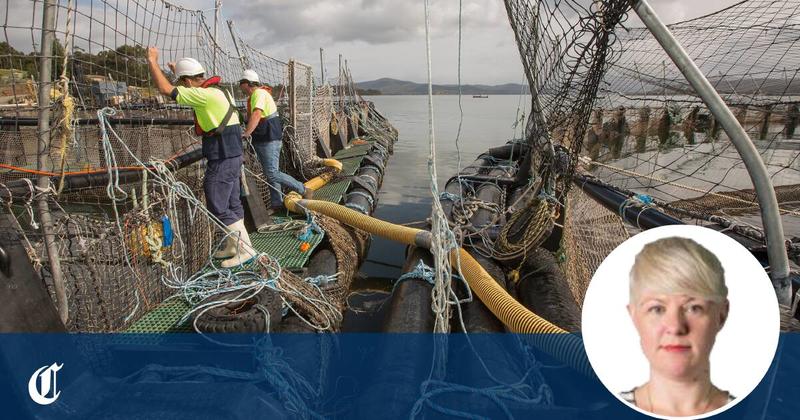 The salmon industry in Tasmania is out of control and regulators refuse to rein it in