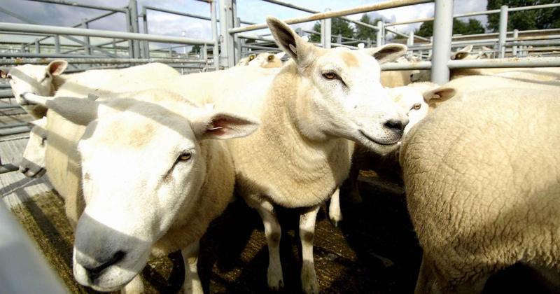 'Battle Bluetongue' campaign aims to vaccinate farm animals against virus