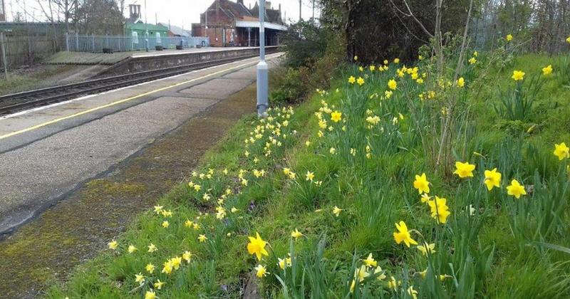 Stations across region transformed into wildlife havens