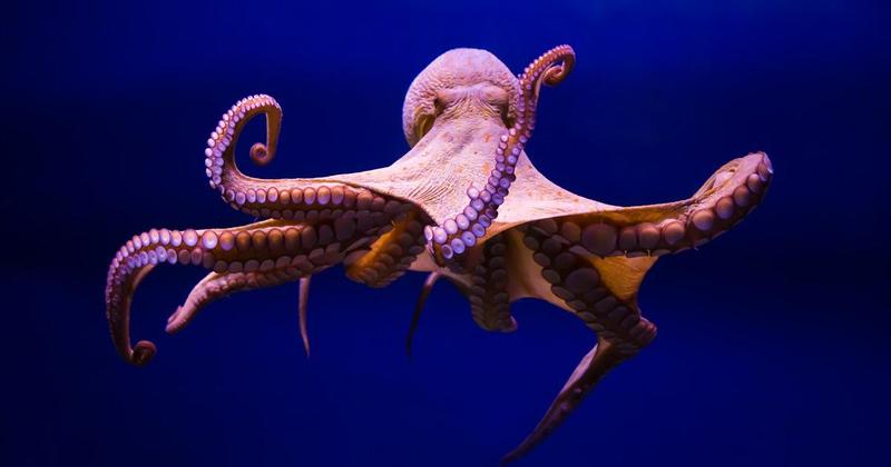 How many hearts does an octopus have? Take this pub quiz to find out