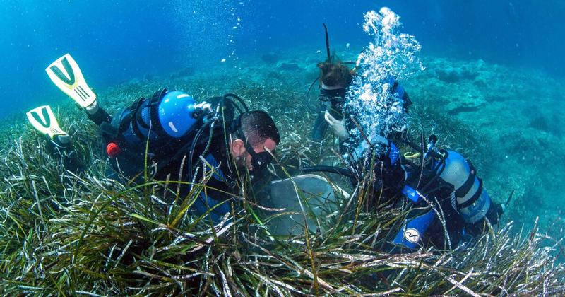 1η Μάρτη η Παγκόσμια Ημέρα Θαλασσινών Λιβαδιών