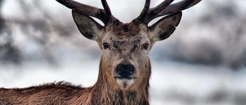 Wild Video Shows Skier Nearly Smashing Into Deer In True ‘Life Flashing Before Your Eyes’ Moment