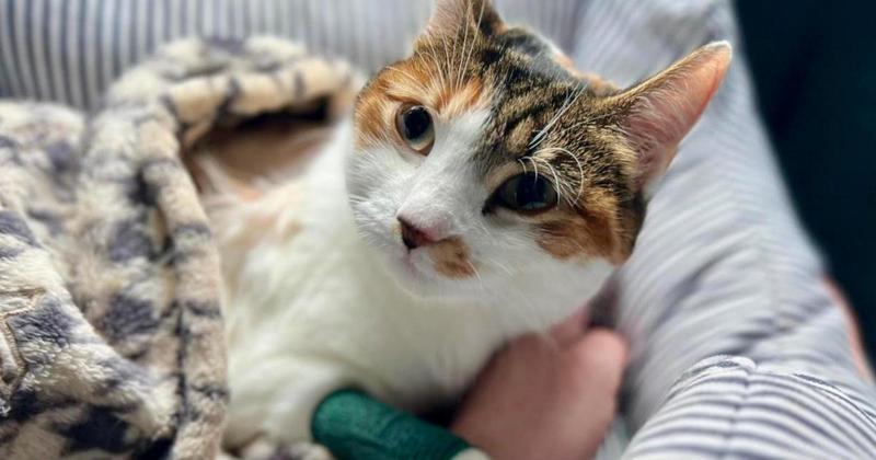 'Brave' cat with rare spinal disease needs life-saving treatment