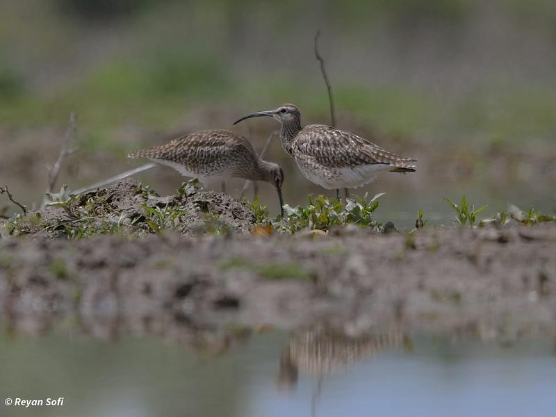 Is Wetland Wildlife Under Threat in Kashmir?