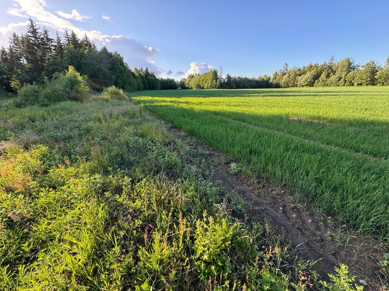 Lillebyparken – hva om den mislykkes?