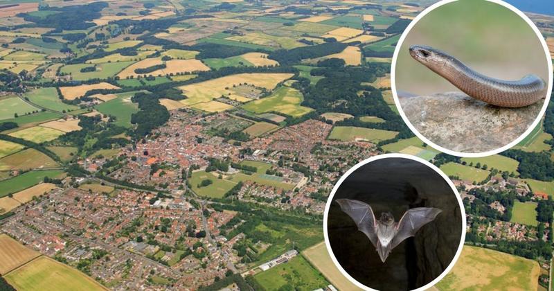 Slow worms, bats and barn owls at the centre of housing estate plan backlash