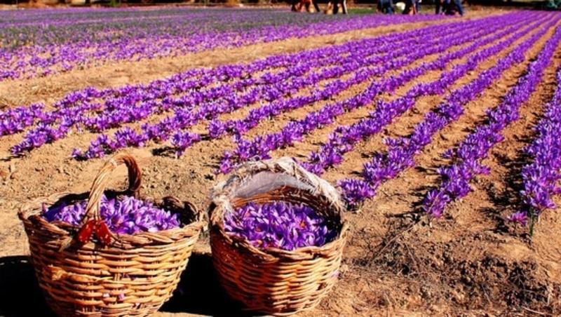 J&K halts saffron cultivation decline, plans expansion: Govt