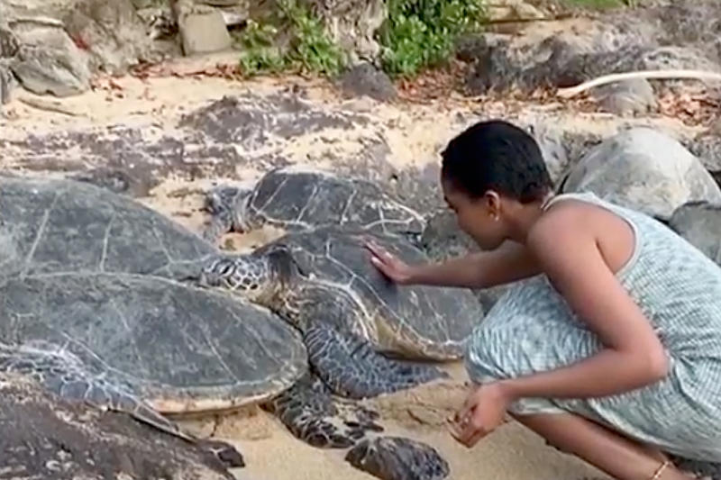 'We're very sorry': Actor blasted for touching endangered Hawaii sea turtle