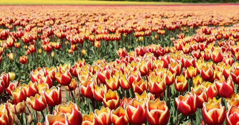 Norfolk's famous tulip fields named among prettiest walking spots for spring