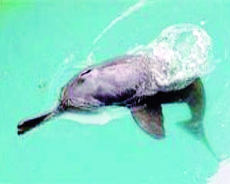 Ganges dolphin resurfaces in Charikadia river after 25 years