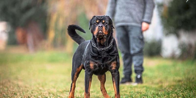 Gerichtliche Milde für fahrlässige Hundehaltung