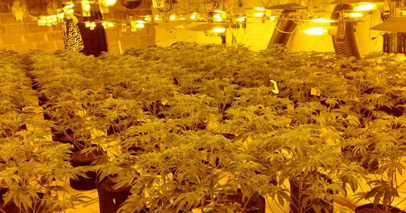 150 cannabis plants discovered during police raid