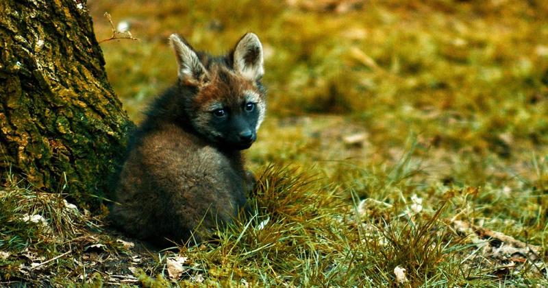 Litter of adorable wolf pups born at Norfolk zoo