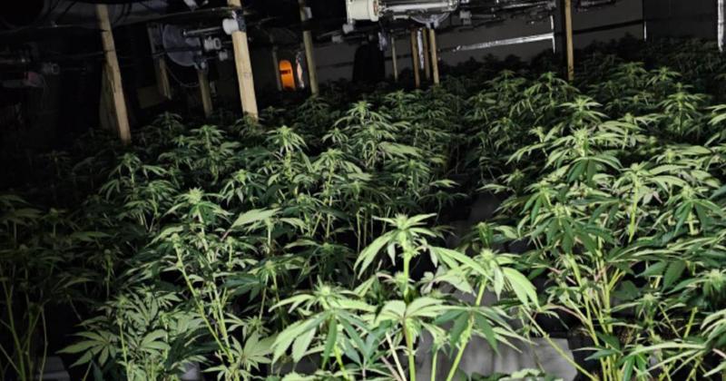 Cannabis worth £4.5m seized in raids across Norfolk