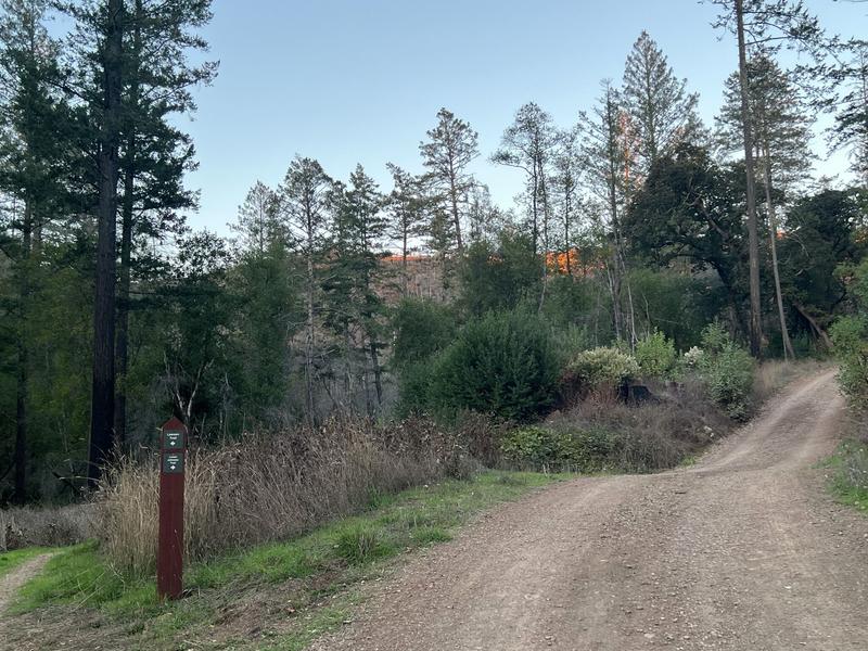 Black bear cubs recorded in Bay Area park for the first time ever