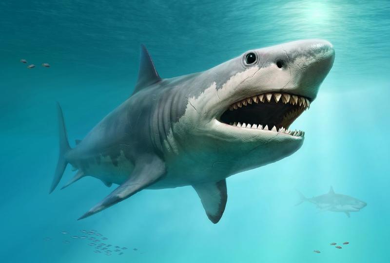 Extinct megalodon shark was even bigger than previously thought